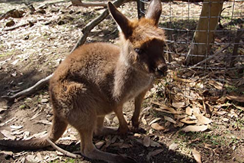 1000 Tierwelt Baby Känguru 1000 Teile im hochwertigen Karton, Puzzleteile im wiederverschließbaren Beutel. 38x52CM von znwrr
