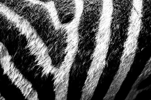 1000 Wildtier-Zebras, hochwertiger Karton mit 1000 Teilen, Puzzleteile-Design, in wiederverschließbarem Beutel, 50 x 70 cm von znwrr