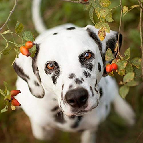 1000-teiliges Puzzle für Erwachsene, 3D-Dalmatiner-Hund, handgemalte Bilder im Papierstil, personalisiertes Zusammenbau-Puzzle, Blockspiele, 50 x 70 cm von znwrr