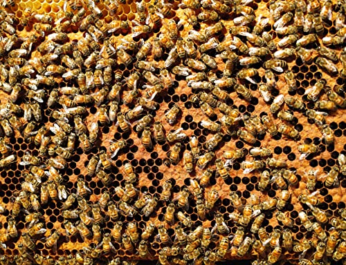 Bienenhonig-Puzzle 1000 Teile | Ernährungspuzzle mit hochwertiger Puzzle-Aufbewahrung: Kartonbox und wiederverschließbarer Beutel | Puzzle-Maße: 38 x 52 cm von znwrr