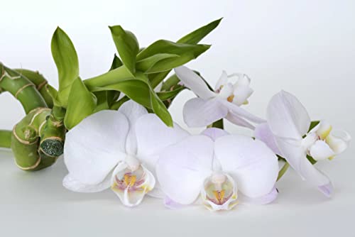 Natur-Orchideenblüten-Puzzleteile im hochwertigen Karton, 1000 Teile im wiederverschließbaren Beutel 50 x 70 cm von znwrr