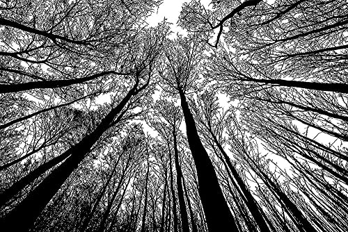 Puzzle-Wald in Schwarz und Weiß – 1000 Teile, kreative Schwarz-Weiß-Naturlandschaft, schweres Puzzle, 38 x 52 cm von znwrr