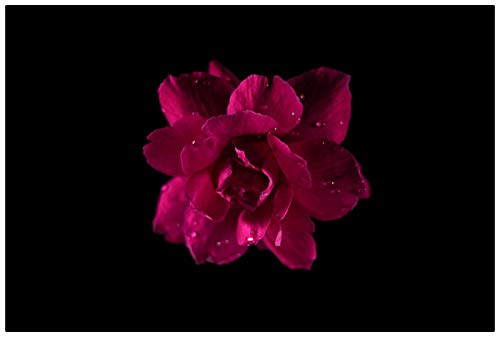 Puzzle für Erwachsene, 1000 Teile, weiße Gänseblümchenblume aus Holzbrett, verformt Sich Nicht, 50 x 70 cm von znwrr