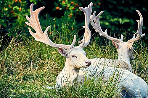 Puzzles für Erwachsene 1000 Teile Hirsch auf der Wiese – 1000 Teile Puzzle Große Puzzles Kinder Lernspiel Spielzeug Geschenk für Heimwanddekoration 50x70CM von znwrr