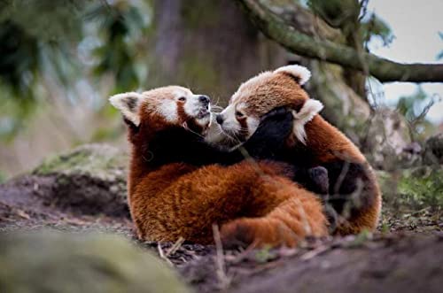 Zwei süße rote Panda-Tiere, 1000-teiliges Puzzle, Kinder ab 12 Jahren, anspruchsvolles Lernspiel für Teenager, 26 x 38 cm von znwrr
